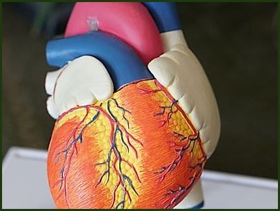 Blood Flow